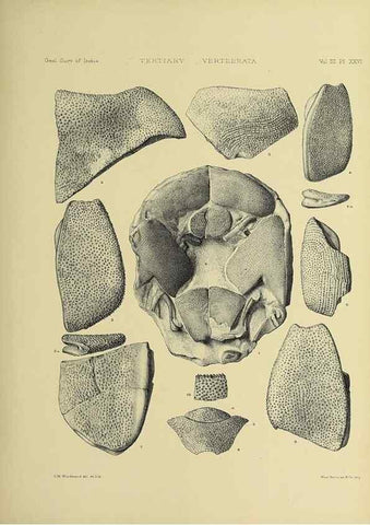 Reproducción/Reproduction 49498849282: Indian Tertiary and post Tertiary Vertebrata.. Calcutta :Geological Survey Office [etc., etc.],1874-1902.. 