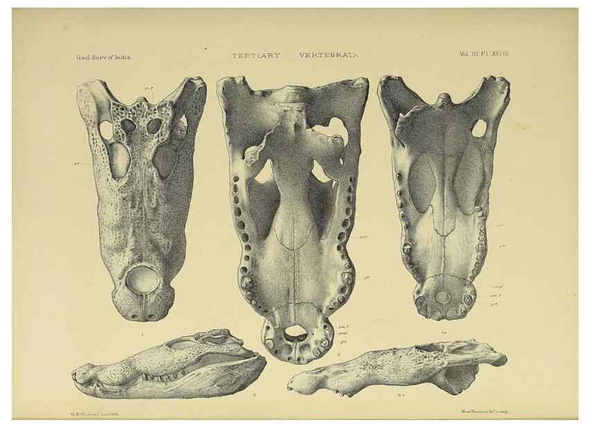 Reproducción/Reproduction 49498852642: Indian Tertiary and post Tertiary Vertebrata.. Calcutta :Geological Survey Office [etc., etc.],1874-1902.. 