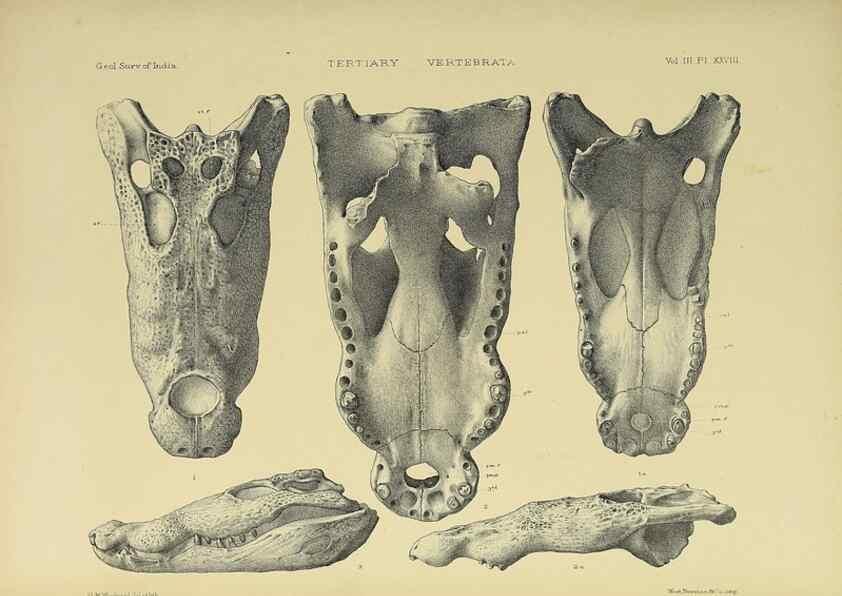 Reproducción/Reproduction 49498852642: Indian Tertiary and post Tertiary Vertebrata.. Calcutta :Geological Survey Office [etc., etc.],1874-1902.. 