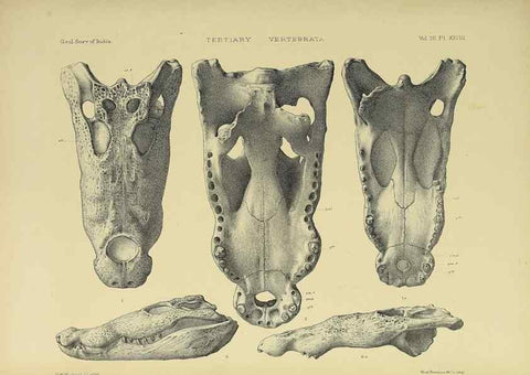 Reproducción/Reproduction 49498852642: Indian Tertiary and post Tertiary Vertebrata.. Calcutta :Geological Survey Office [etc., etc.],1874-1902.. 