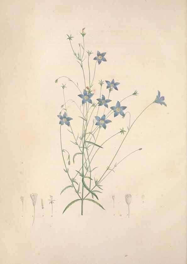 Reproducción/Reproduction 49499365186: Jardin de la Malmaison. A Paris :De l'imprimerie de Crapelet, et se trouve chez l'auteur ...,1803-1804.. 