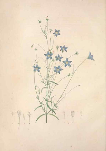 Reproducción/Reproduction 49499365186: Jardin de la Malmaison. A Paris :De l'imprimerie de Crapelet, et se trouve chez l'auteur ...,1803-1804.. 