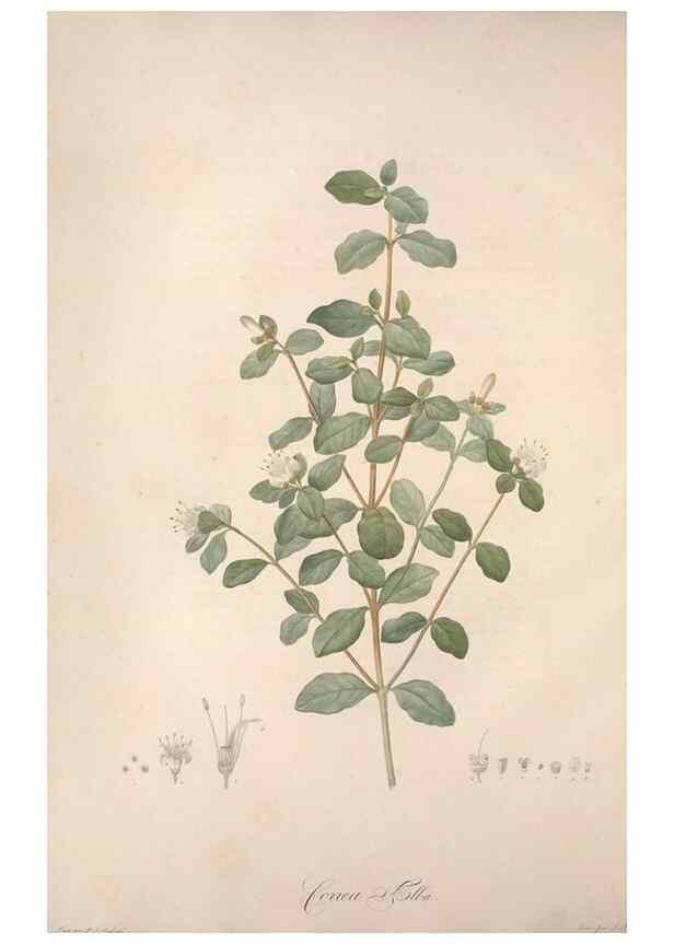 Reproducción/Reproduction 49499590377: Jardin de la Malmaison. A Paris :De l'imprimerie de Crapelet, et se trouve chez l'auteur ...,1803-1804.. 