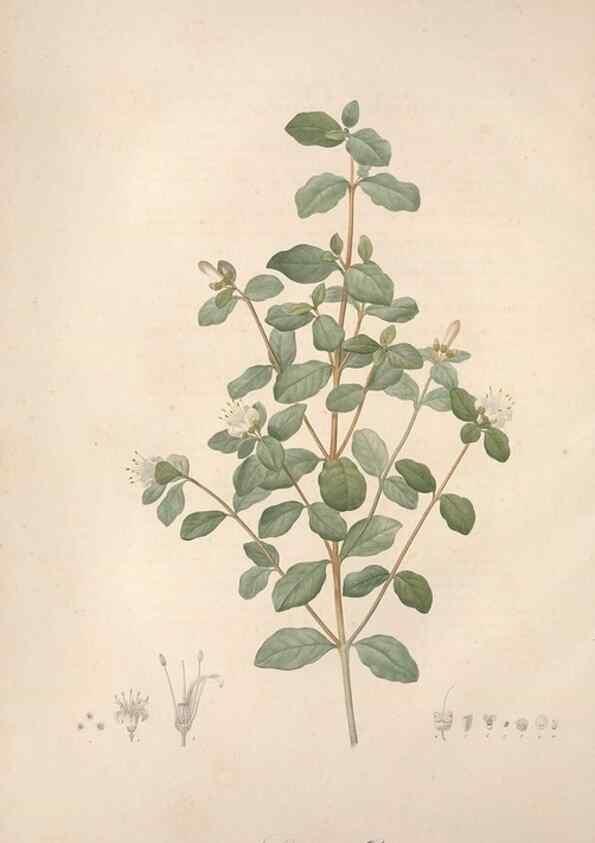 Reproducción/Reproduction 49499590377: Jardin de la Malmaison. A Paris :De l'imprimerie de Crapelet, et se trouve chez l'auteur ...,1803-1804.. 