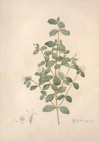 Reproducción/Reproduction 49499590377: Jardin de la Malmaison. A Paris :De l'imprimerie de Crapelet, et se trouve chez l'auteur ...,1803-1804.. 