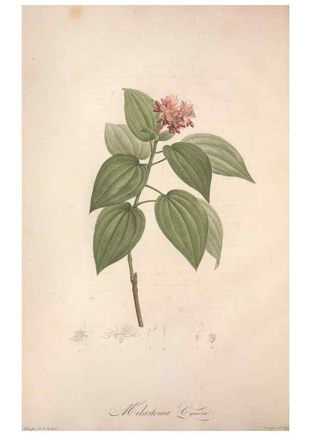 Reproducción/Reproduction 49499365776: Jardin de la Malmaison. A Paris :De l'imprimerie de Crapelet, et se trouve chez l'auteur ...,1803-1804.. 