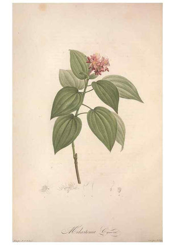 Reproducción/Reproduction 49499365776: Jardin de la Malmaison. A Paris :De l'imprimerie de Crapelet, et se trouve chez l'auteur ...,1803-1804.. 