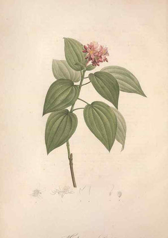 Reproducción/Reproduction 49499365776: Jardin de la Malmaison. A Paris :De l'imprimerie de Crapelet, et se trouve chez l'auteur ...,1803-1804.. 