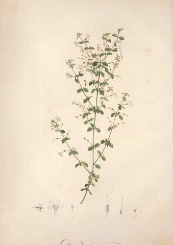 Reproducción/Reproduction 49499590867: Jardin de la Malmaison. A Paris :De l'imprimerie de Crapelet, et se trouve chez l'auteur ...,1803-1804.. 