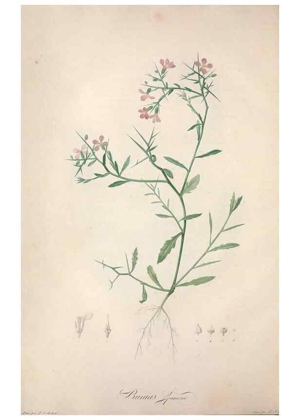 Reproducción/Reproduction 49499366416: Jardin de la Malmaison. A Paris :De l'imprimerie de Crapelet, et se trouve chez l'auteur ...,1803-1804.. 