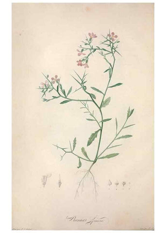 Reproducción/Reproduction 49499366416: Jardin de la Malmaison. A Paris :De l'imprimerie de Crapelet, et se trouve chez l'auteur ...,1803-1804.. 