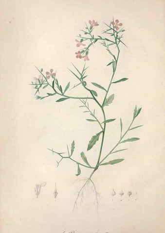 Reproducción/Reproduction 49499366416: Jardin de la Malmaison. A Paris :De l'imprimerie de Crapelet, et se trouve chez l'auteur ...,1803-1804.. 