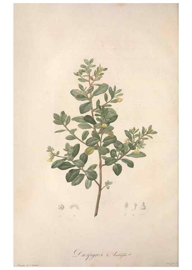 Reproducción/Reproduction 49499366701: Jardin de la Malmaison. A Paris :De l'imprimerie de Crapelet, et se trouve chez l'auteur ...,1803-1804.. 