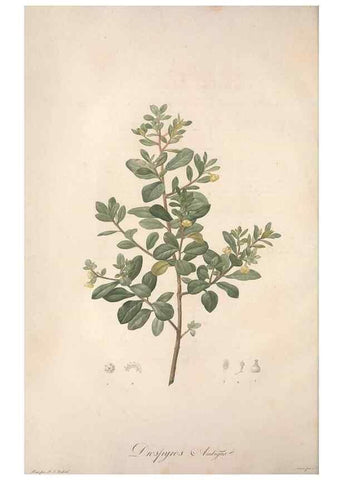 Reproducción/Reproduction 49499366701: Jardin de la Malmaison. A Paris :De l'imprimerie de Crapelet, et se trouve chez l'auteur ...,1803-1804.. 