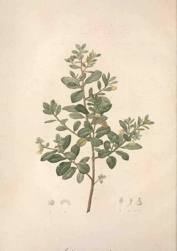 Reproducción/Reproduction 49499366701: Jardin de la Malmaison. A Paris :De l'imprimerie de Crapelet, et se trouve chez l'auteur ...,1803-1804.. 