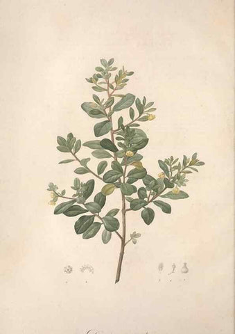 Reproducción/Reproduction 49499366701: Jardin de la Malmaison. A Paris :De l'imprimerie de Crapelet, et se trouve chez l'auteur ...,1803-1804.. 