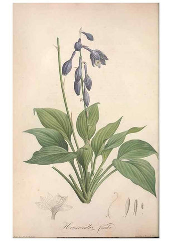 Reproducción/Reproduction 49499591712: Jardin de la Malmaison. A Paris :De l'imprimerie de Crapelet, et se trouve chez l'auteur ...,1803-1804.. 