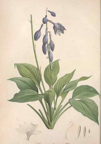 Reproducción/Reproduction 49499591712: Jardin de la Malmaison. A Paris :De l'imprimerie de Crapelet, et se trouve chez l'auteur ...,1803-1804.. 