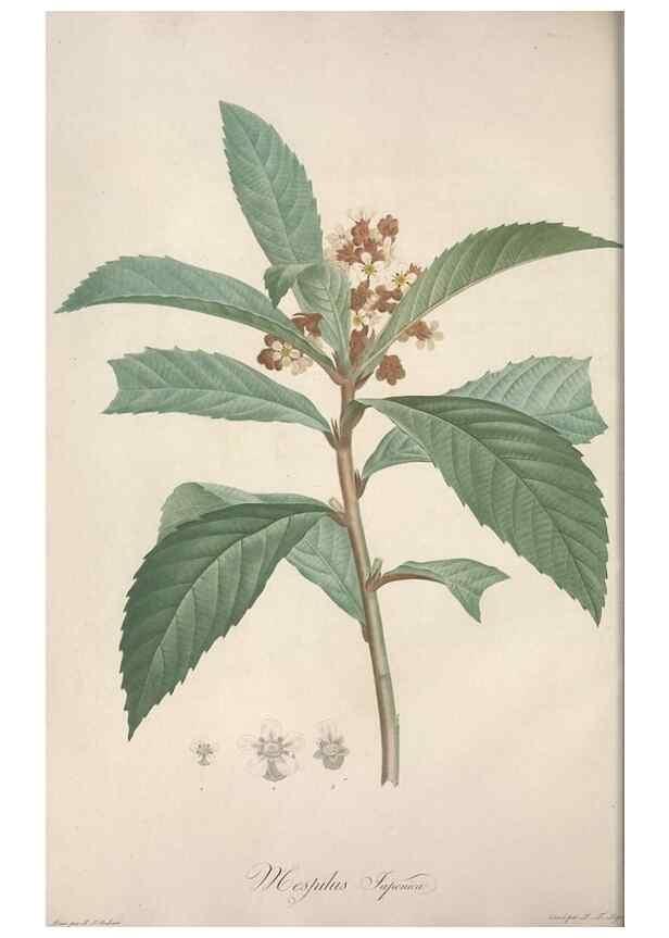 Reproducción/Reproduction 49499591957: Jardin de la Malmaison. A Paris :De l'imprimerie de Crapelet, et se trouve chez l'auteur ...,1803-1804.. 