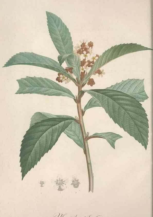 Reproducción/Reproduction 49499591957: Jardin de la Malmaison. A Paris :De l'imprimerie de Crapelet, et se trouve chez l'auteur ...,1803-1804.. 