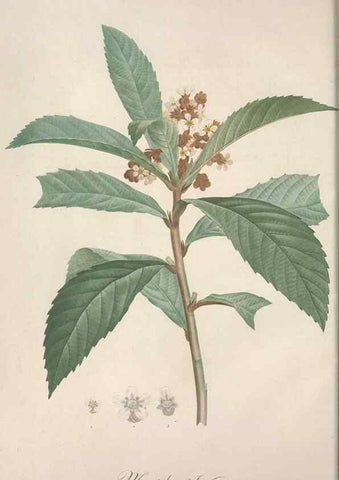 Reproducción/Reproduction 49499591957: Jardin de la Malmaison. A Paris :De l'imprimerie de Crapelet, et se trouve chez l'auteur ...,1803-1804.. 