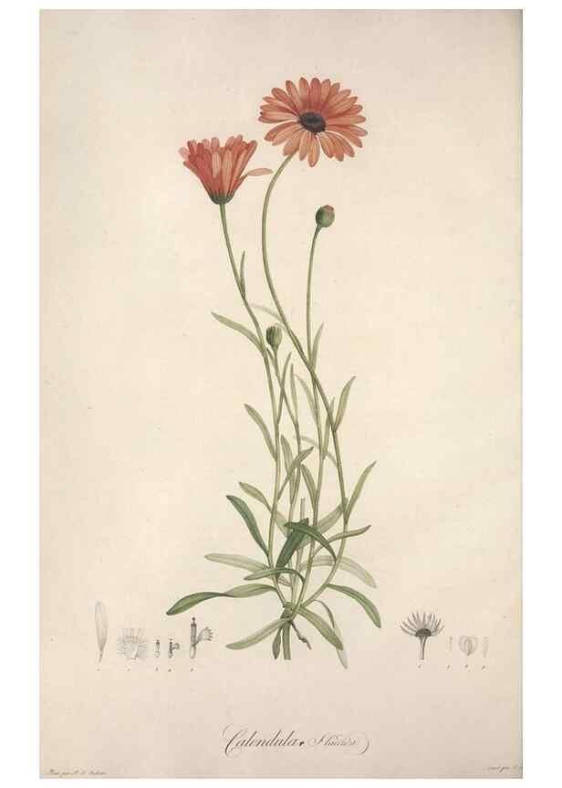 Reproducción/Reproduction 49499592192: Jardin de la Malmaison. A Paris :De l'imprimerie de Crapelet, et se trouve chez l'auteur ...,1803-1804.. 