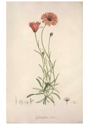 Reproducción/Reproduction 49499592192: Jardin de la Malmaison. A Paris :De l'imprimerie de Crapelet, et se trouve chez l'auteur ...,1803-1804.. 