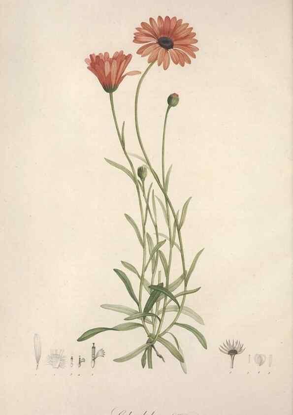 Reproducción/Reproduction 49499592192: Jardin de la Malmaison. A Paris :De l'imprimerie de Crapelet, et se trouve chez l'auteur ...,1803-1804.. 