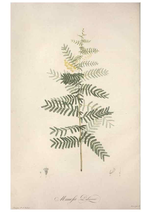 Reproducción/Reproduction 49498868118: Jardin de la Malmaison. A Paris :De l'imprimerie de Crapelet, et se trouve chez l'auteur ...,1803-1804.. 