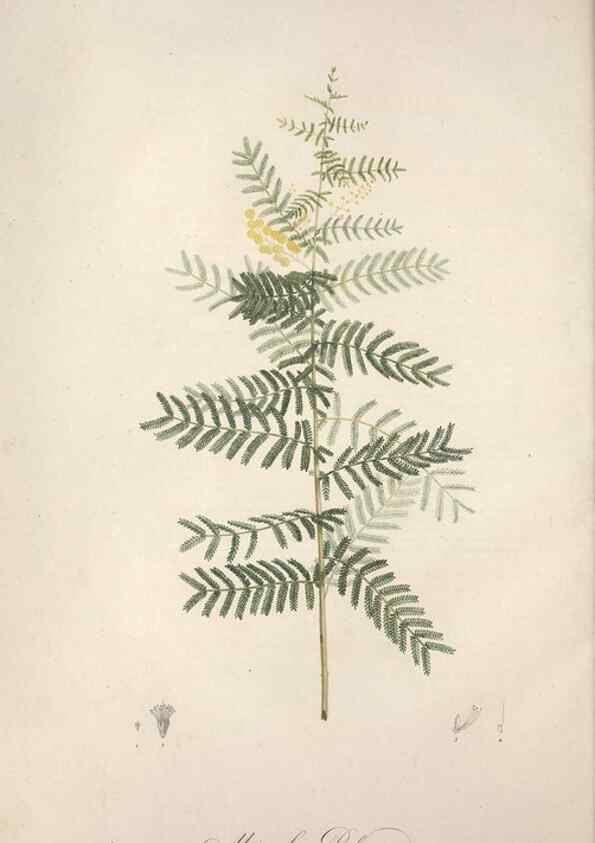 Reproducción/Reproduction 49498868118: Jardin de la Malmaison. A Paris :De l'imprimerie de Crapelet, et se trouve chez l'auteur ...,1803-1804.. 