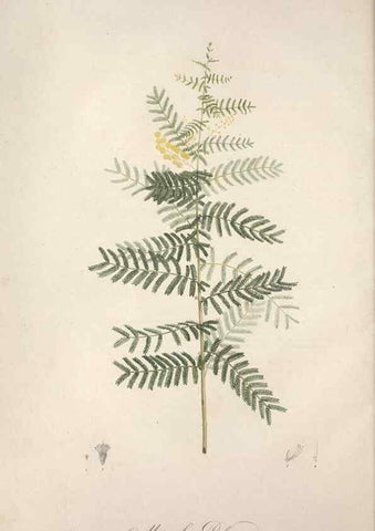 Reproducción/Reproduction 49498868118: Jardin de la Malmaison. A Paris :De l'imprimerie de Crapelet, et se trouve chez l'auteur ...,1803-1804.. 