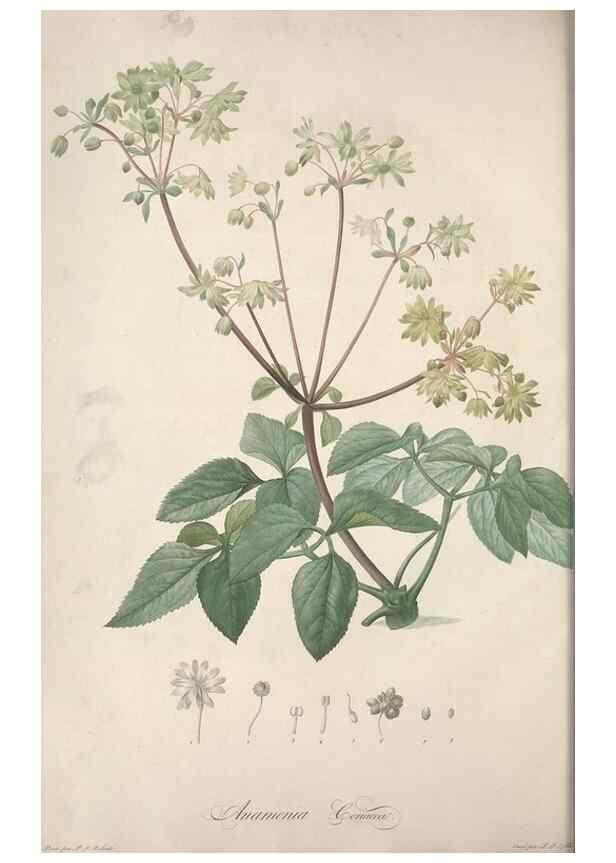 Reproducción/Reproduction 49499368001: Jardin de la Malmaison. A Paris :De l'imprimerie de Crapelet, et se trouve chez l'auteur ...,1803-1804.. 