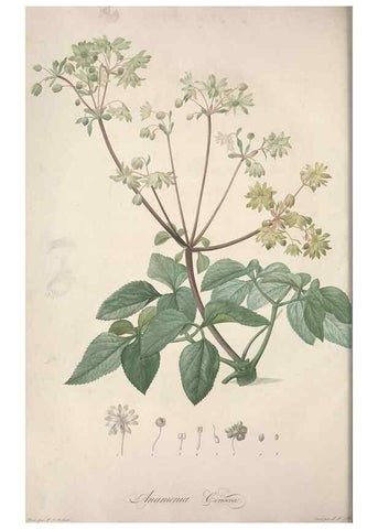Reproducción/Reproduction 49499368001: Jardin de la Malmaison. A Paris :De l'imprimerie de Crapelet, et se trouve chez l'auteur ...,1803-1804.. 