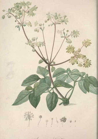 Reproducción/Reproduction 49499368001: Jardin de la Malmaison. A Paris :De l'imprimerie de Crapelet, et se trouve chez l'auteur ...,1803-1804.. 