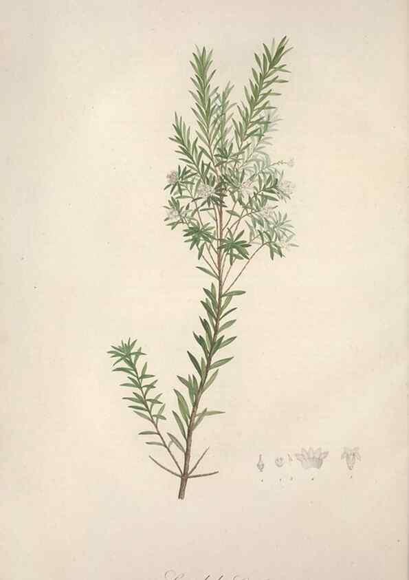 Reproducción/Reproduction 49499368261: Jardin de la Malmaison. A Paris :De l'imprimerie de Crapelet, et se trouve chez l'auteur ...,1803-1804.. 