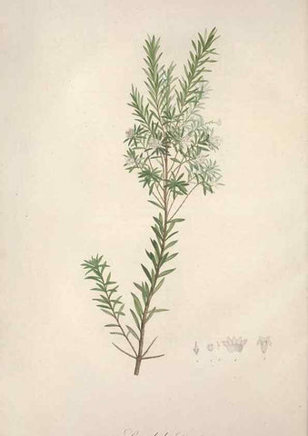 Reproducción/Reproduction 49499368261: Jardin de la Malmaison. A Paris :De l'imprimerie de Crapelet, et se trouve chez l'auteur ...,1803-1804.. 