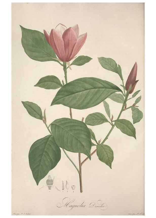 Reproducción/Reproduction 49499593257: Jardin de la Malmaison. A Paris :De l'imprimerie de Crapelet, et se trouve chez l'auteur ...,1803-1804.. 