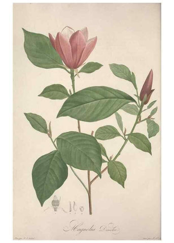 Reproducción/Reproduction 49499593257: Jardin de la Malmaison. A Paris :De l'imprimerie de Crapelet, et se trouve chez l'auteur ...,1803-1804.. 