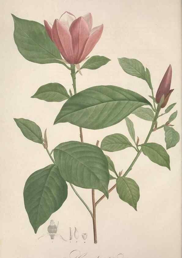 Reproducción/Reproduction 49499593257: Jardin de la Malmaison. A Paris :De l'imprimerie de Crapelet, et se trouve chez l'auteur ...,1803-1804.. 