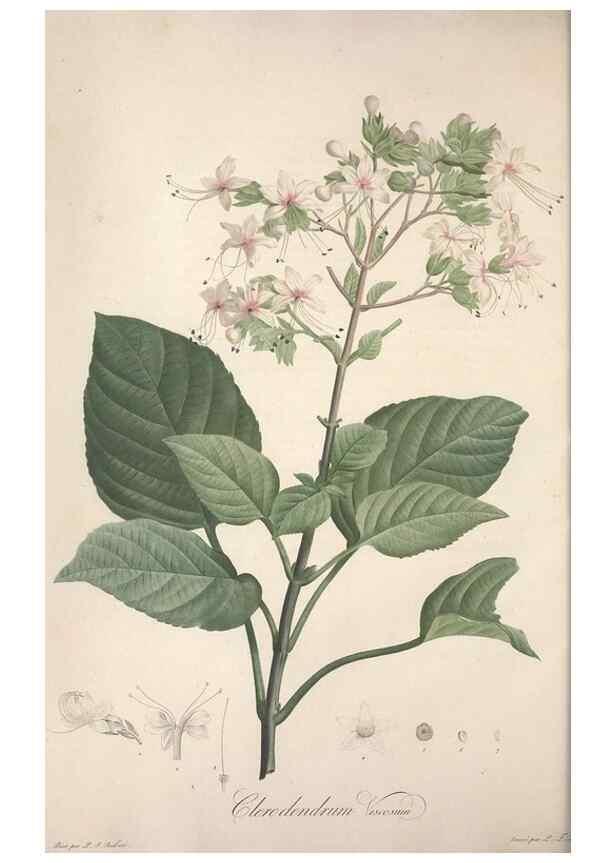 Reproducción/Reproduction 49498869168: Jardin de la Malmaison. A Paris :De l'imprimerie de Crapelet, et se trouve chez l'auteur ...,1803-1804.. 