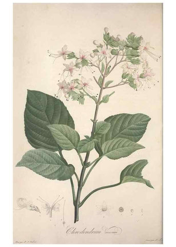 Reproducción/Reproduction 49498869168: Jardin de la Malmaison. A Paris :De l'imprimerie de Crapelet, et se trouve chez l'auteur ...,1803-1804.. 