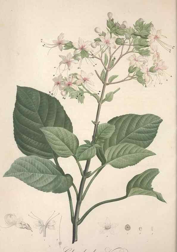 Reproducción/Reproduction 49498869168: Jardin de la Malmaison. A Paris :De l'imprimerie de Crapelet, et se trouve chez l'auteur ...,1803-1804.. 