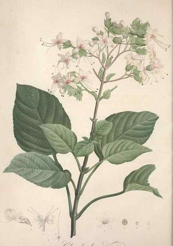 Reproducción/Reproduction 49498869168: Jardin de la Malmaison. A Paris :De l'imprimerie de Crapelet, et se trouve chez l'auteur ...,1803-1804.. 