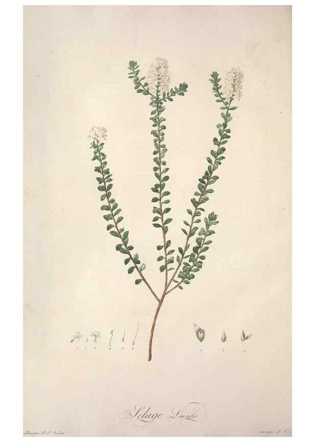 Reproducción/Reproduction 49499593867: Jardin de la Malmaison. A Paris :De l'imprimerie de Crapelet, et se trouve chez l'auteur ...,1803-1804.. 