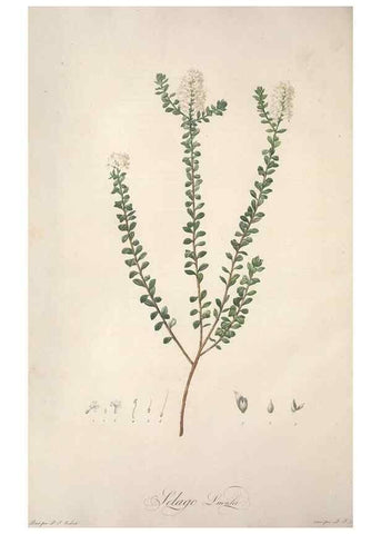 Reproducción/Reproduction 49499593867: Jardin de la Malmaison. A Paris :De l'imprimerie de Crapelet, et se trouve chez l'auteur ...,1803-1804.. 
