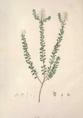 Reproducción/Reproduction 49499593867: Jardin de la Malmaison. A Paris :De l'imprimerie de Crapelet, et se trouve chez l'auteur ...,1803-1804.. 