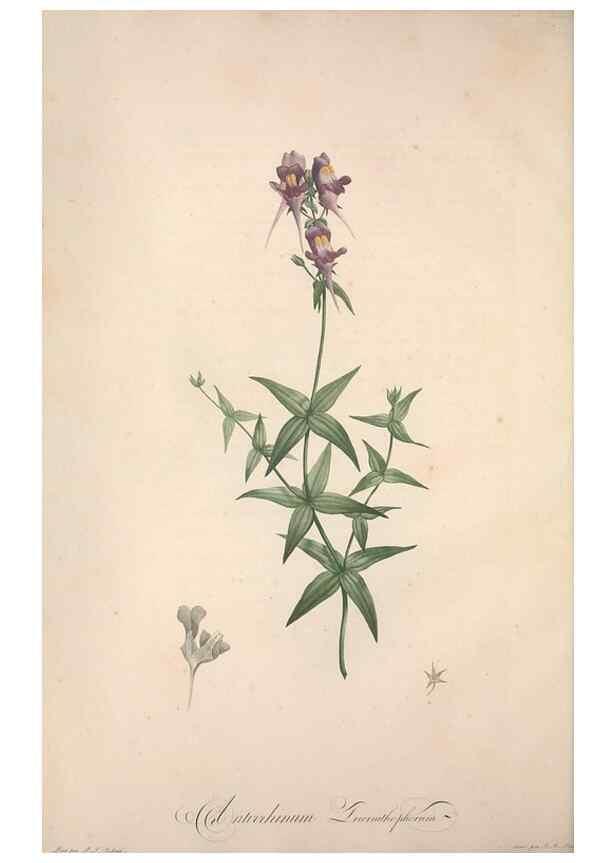 Reproducción/Reproduction 49499589757: Jardin de la Malmaison. A Paris :De l'imprimerie de Crapelet, et se trouve chez l'auteur ...,1803-1804.. 