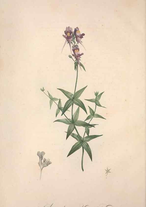 Reproducción/Reproduction 49499589757: Jardin de la Malmaison. A Paris :De l'imprimerie de Crapelet, et se trouve chez l'auteur ...,1803-1804.. 