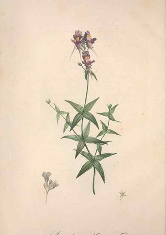 Reproducción/Reproduction 49499589757: Jardin de la Malmaison. A Paris :De l'imprimerie de Crapelet, et se trouve chez l'auteur ...,1803-1804.. 