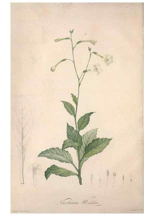 Reproducción/Reproduction 49498865113: Jardin de la Malmaison. A Paris :De l'imprimerie de Crapelet, et se trouve chez l'auteur ...,1803-1804.. 